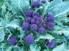 PURPLE SPROUTING BROCCOLI SEEDS * PURPLE HEADS * CULINARY FAVORITE * 100 SEEDS *