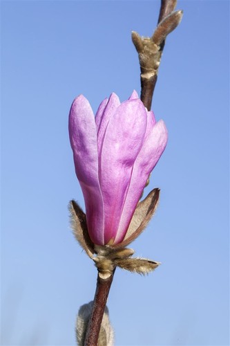Magnolia liliiflora 'Susan', Purpur-Magnolie, purpurrosa, 60–80 cm - Bild 7 von 15