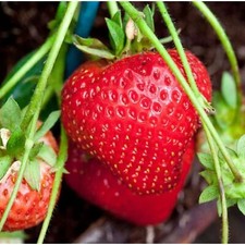 Cream Strawberry Seeds – 200 Seeds – Non-GMO Perennial Variety for Garden Beds