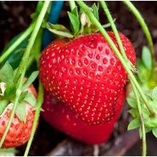 Cream Strawberry Seeds – 200 Seeds – Non-GMO Perennial Variety for Garden Beds