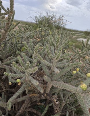 Carefully removed Choya Limb 6''(Live Plant) 100% Organic from New Mexico Desert 