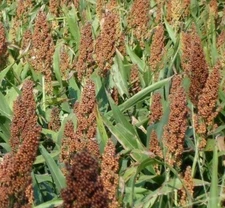 ROX ORANGE SYRUP CANE SORGHUM SEEDS 50+ grain "BROOM CORN" FREE SHIPPING 