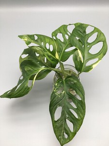 Monstera Albo Variegata | eBay.de
