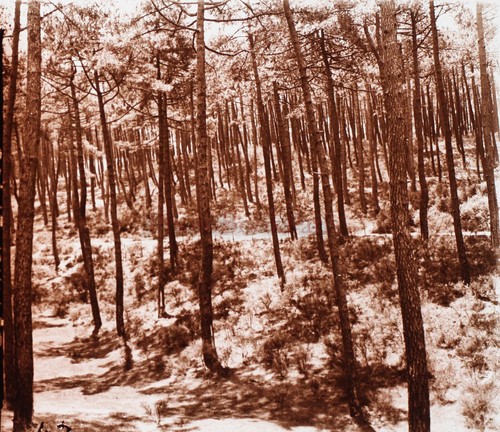 FRANCE Famille dans une forêt c1930 Photo Plaque de verre Stereo