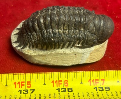 Excellent Crotalocephalus  trilobite fossil great starter collection Devonian 