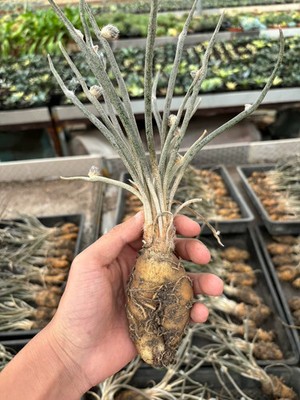 1PCS 3cm Seedgrwoth Cactis Astrophytum caput-medusae Caudex Cactis Planting