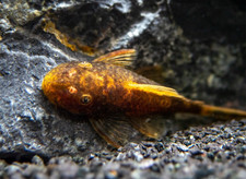 Calico Red Bristlenose Pleco . Juveniles .5" 2 Pack