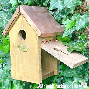 small camera for bird box