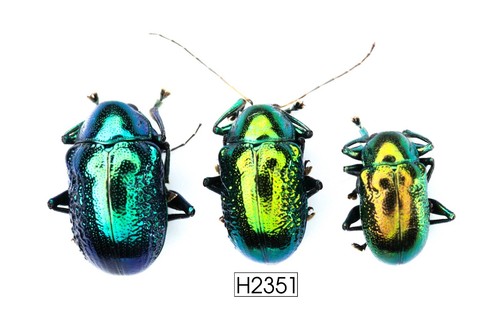 BEETLE, INSECT - H2351.Tenebrionidae- 3PCS, VIETNAM - Picture 2 of 3