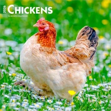 Chickens | 2026 12x24" (Hanging) Monthly Square Wall Calendar | Plastic-Free
