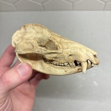 Vintage American Opossum Skull (Museum Qualit...