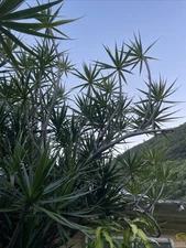 15 HAWAII Dragon Tree Cuttings BULK Dracaena Marginata Money Tree Bonsai organic