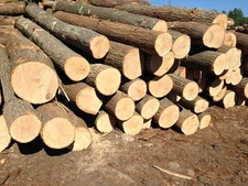 Raw White Oak, Wood Working, Live Edge, Log, Hardwood