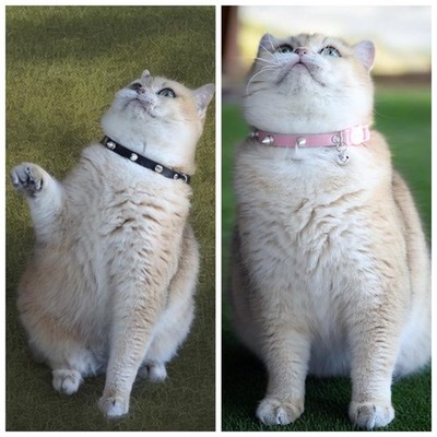 Blue Spiked Cat Collar with Bell 8-9.5