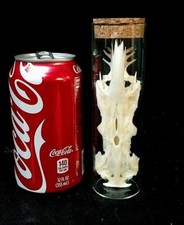 RARE ROMANIAN BABY DRAGON SKULL, REAL BONE,MYTH,SIDESHOW GAFF,MYSTICAL FOLKLORE