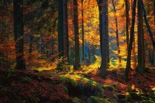 Landscape forest fall trees moss nature Custom Gaming Mat Desk