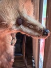 Vintage DeLauro Fur Co. Red Fox Pelt Mount Rug Taxidermy 27” San Francisco — photo 2