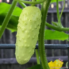 25+ Salt and Pepper Cucumber Seeds for Garden Planting - USA - FREE SHIPPING!