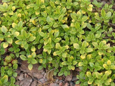 Thyme Seeds - Common - 250.mg