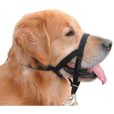 Coastal Pet Walk 'n Train Dog Head Halter- Black