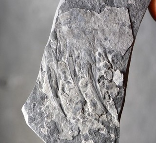 VERY RARE Omnidens Appendage Chengjiang Biota China