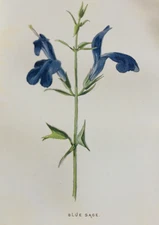 Antique Print c.1900 Botanical Blue Sage Victorian Flower Illustration Edwardian