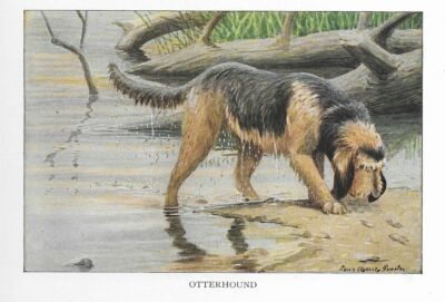 Otterhound - CUSTOM MATTED - 1927 Color Dog Art Print 