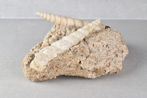 Fossil Turritella Shell on Matrix from Touraine, France 10.1 cm # 20660 - Picture 2 of 11
