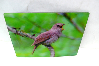3 D KÜHLSCHRANK MAGNET NACHTIGALL NIGHTINGALE BIRD FRIDGE VOGEL MAGNET TIER !!!!