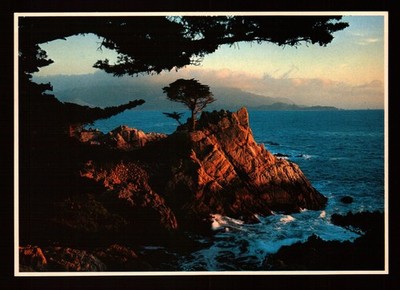 POSTCARD : CALIFORNIA - POINT LOBOS STATE RESERVE CA - LONE CYPRESS