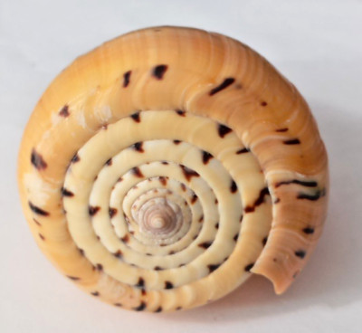 Schnecken Fund Conidae Dendroconus betulinus 9cm Tanzania Ostafrika 1995 #FOS002
