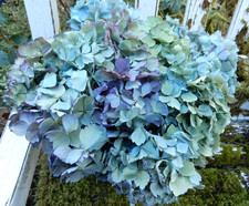 10 Dried Hydrangea Flowers Lt Blue, Green, Cream, Purple Wedding Craft Farmhouse