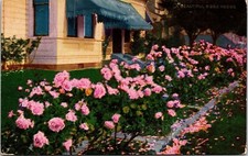 Beautiful Rose Hedge Pacific Novelty Francisco Los Angeles California Postcard