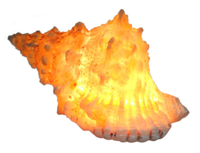REALISTIC 9.5'' HAWAII HAWAIIAN CONCH SEASHELL AMBIENT LED LAMP AC PLUG - SALE!