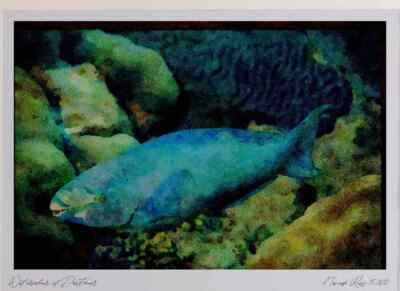 427021 Queen Parrotfish Feed On The Reef's Hard Corals Limited Edition Watercol
