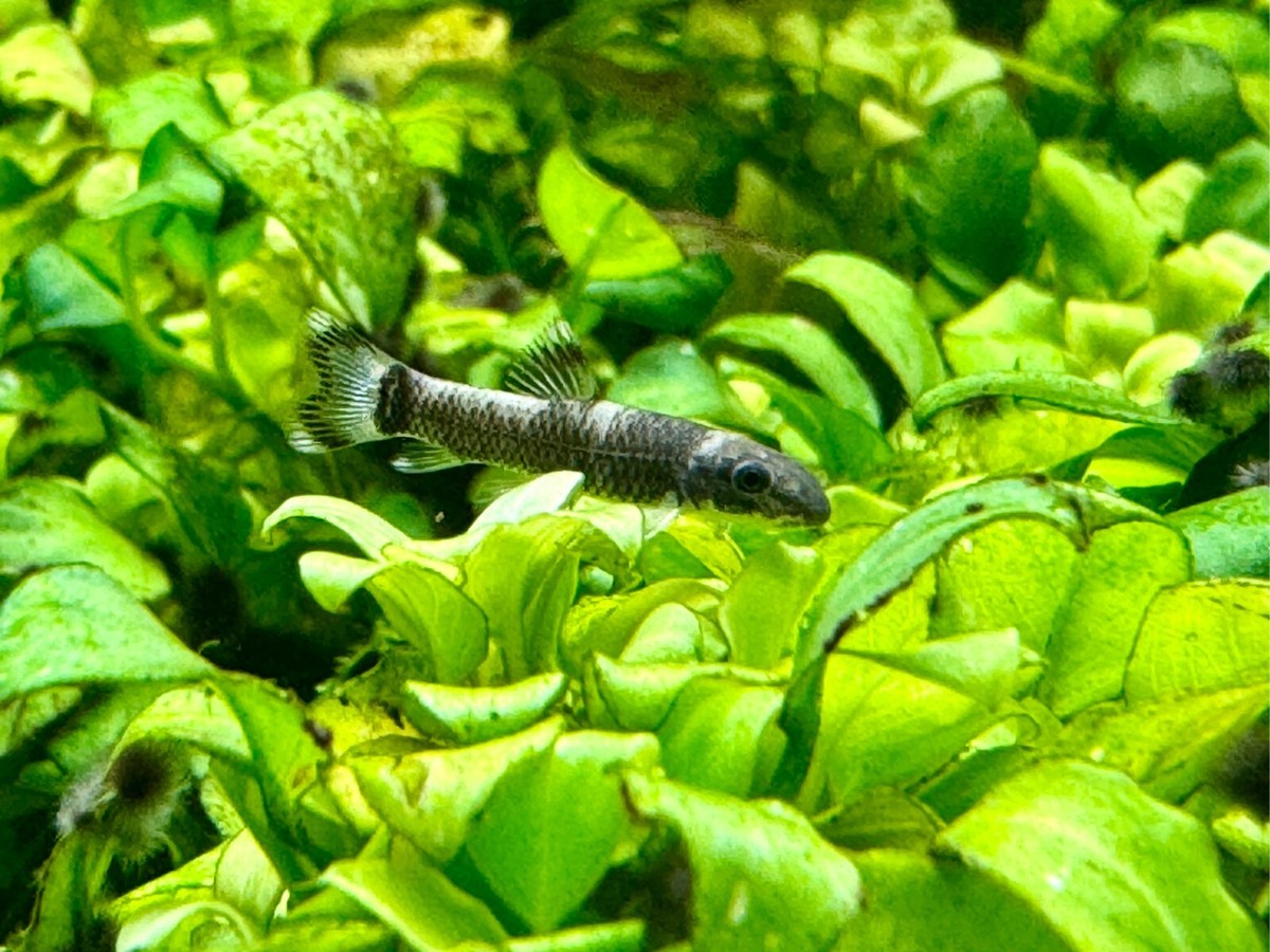 2x Panda Garra Juvenile Size (2cm) Live Freshwater