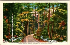 Vintage Postcard GEORGE WASHINGTON NATIONAL FOREST STAUNTON. VIRGINIA JS3