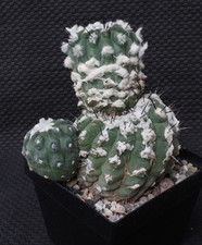 Kakteen, Copiapoa hypogaea, auf eigenen Wurze...