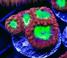 DIYreefer Live Coral WYSIWYG Indo "Ultra Grade" Blasto Wellsi 4 Head Frag