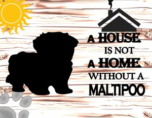 maltipoo ebay