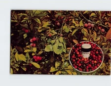 Postcard Beach Plums Cape Cod Massachusetts USA