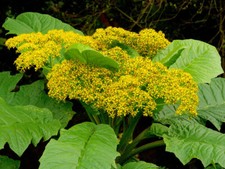 Telanthophora grandifolia. Giant Groundsel. 15 Seeds