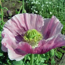 P. Somniferum Giganteum Poppy Seeds - The Giant Poppy x 3000 seeds