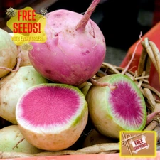 Chinese Red Meat Radish Seeds | Xin Li Mei | Heirloom Non-GMO | Asian Vegetable