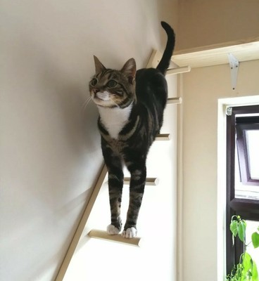 cat ladder