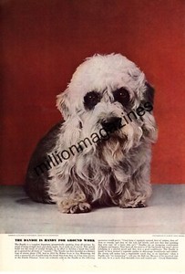 1941 Dandie original print from Esquire - Champion Alcin Noah of heatherden