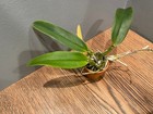 Slc. Jewel Box `Yellow' RARE Cattleya Orchid Plant — photo 6