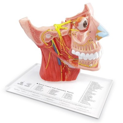Human Cranial and Autonomic Nerves Anatomical Model, Life Size Cranial Anatom...
