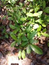 2 Rooted TX FL Live Oak Tree Evergreen Quercus Virginiana Plants 12-20"  2y Old