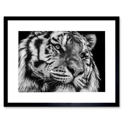 Tiger Nahaufnahme gerahmter Wandkunstdruck 9 x 7 Zoll